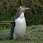 Yellow- Eyed Penguin