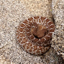 Red Diamond Rattlesnake