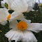 Matilija Poppy