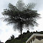Tree Fern