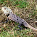 Lizard