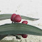 Bush lily