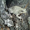 tree frog