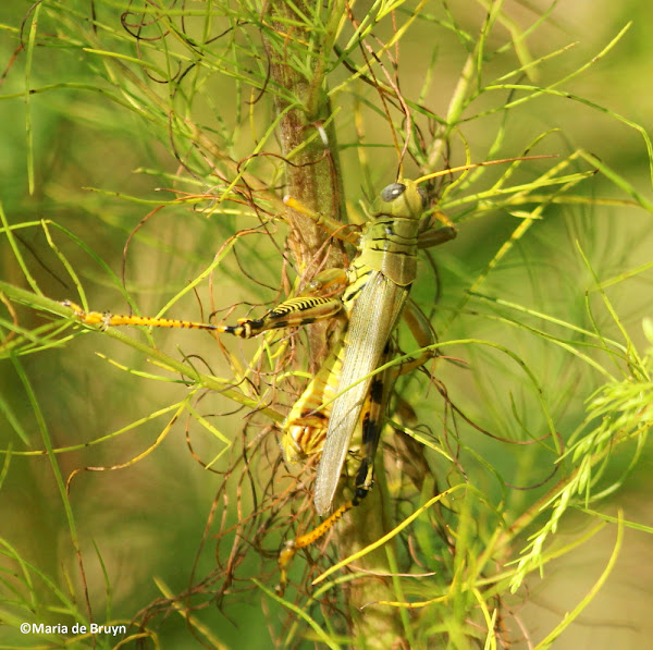 Differential Project Noah