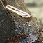 date palm sap