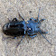 Stag Beetle