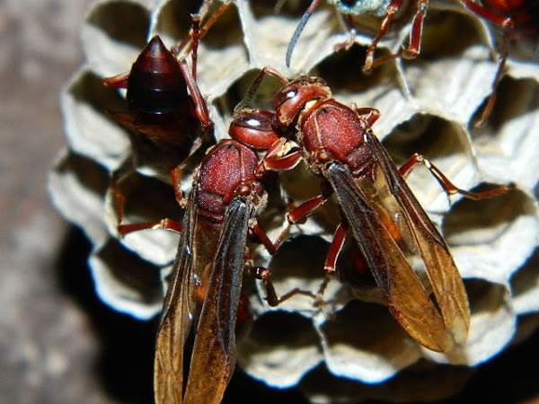 Book that include the essay the brown wasps picture
