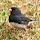 8BitFinch