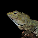 Southern Angle Headed Dragon