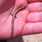 חומט גמד European copper skink, Juniper skink or European Snake-eyed skink