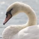 Mute Swan