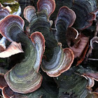 False Turkey-tail