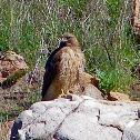 Red Tailed Hawk