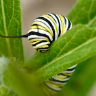 Monarch caterpillar