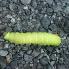 Luna Moth Caterpillar