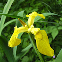 Gelbe Schwertlilie (Yellow flag iris)
