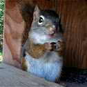 North American Red Squirrel