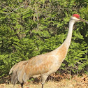 Sandhill Crane