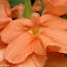 Firecracker Flower