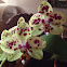 Orchid
