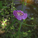 Slenderleaf False Foxglove