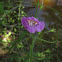 Slenderleaf False Foxglove