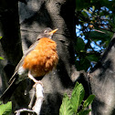 Robin