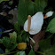 Peace Lily