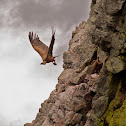 Griffon Vulture