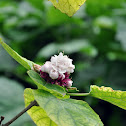 smelly jasmine