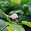 smelly jasmine