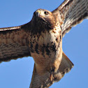 Red-Tailed Hawk