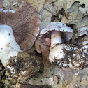 silver-blue Cort mushroom