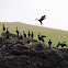 Cormorán moñudo (European Shag)