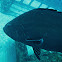Black grouper