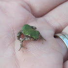 Tree Frog