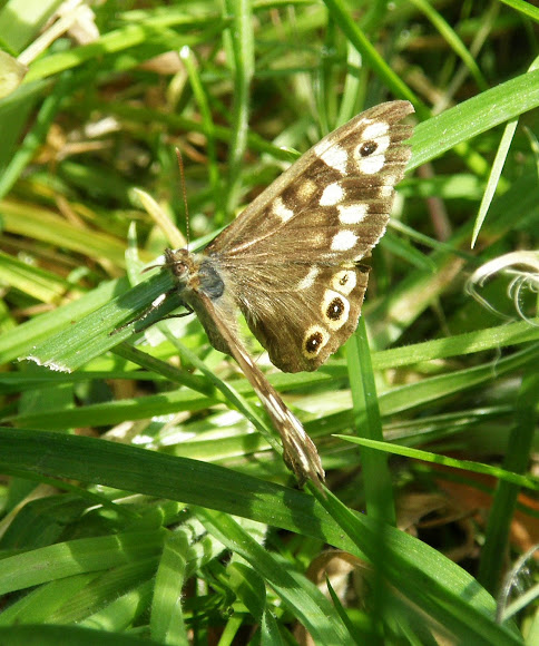 Spotting Image 1