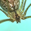 Daddy Long Legs Spider