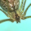 Daddy Long Legs Spider