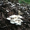 Mushrooms