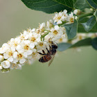 Chokecherry blossoms