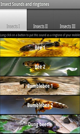 Insect sounds and ringtones