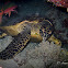 Hawksbill Turtle