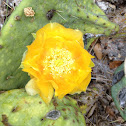 Prickly pear cactus