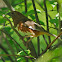 Eastern Towhee (female)