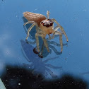 Jumping spider