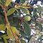 Ficus pumila, creeping fig