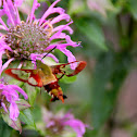 Hummingbird Clearwing Moth