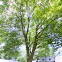Sugar Maple