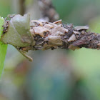 Bagworm